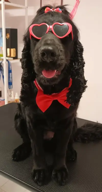 Shampoo Puppy Pet Grooming