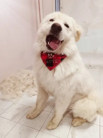 Shampoo Puppy Pet Grooming