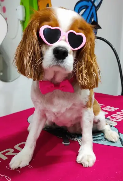 Shampoo Puppy Pet Grooming