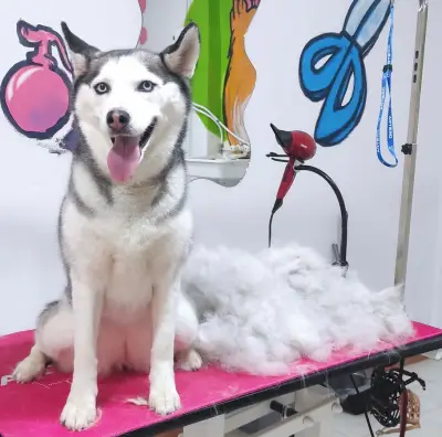 Shampoo Puppy Pet Grooming