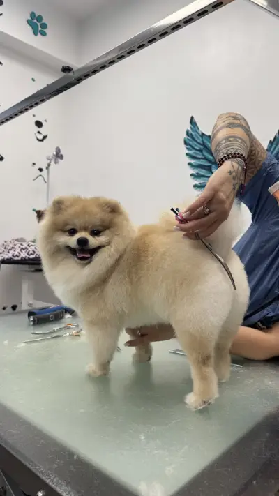 Pet grooming Caprice | Цялостен Груминг | Груминг курсове | Почистване на зъбен камък | Спа терапии за кожа и козина