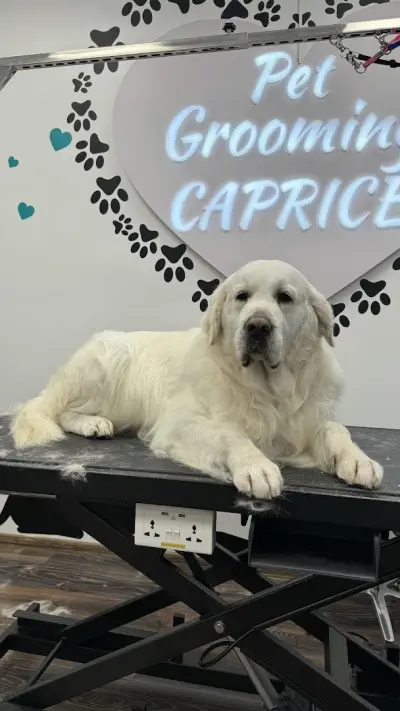 Pet grooming Caprice | Цялостен Груминг | Груминг курсове | Почистване на зъбен камък | Спа терапии за кожа и козина