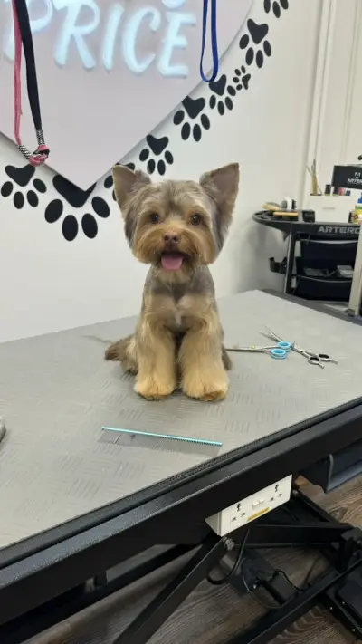 Pet grooming Caprice | Цялостен Груминг | Груминг курсове | Почистване на зъбен камък | Спа терапии за кожа и козина