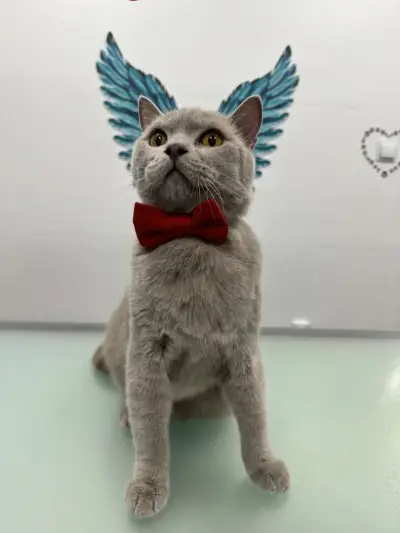 Pet grooming Caprice | Цялостен Груминг | Груминг курсове | Почистване на зъбен камък | Спа терапии за кожа и козина
