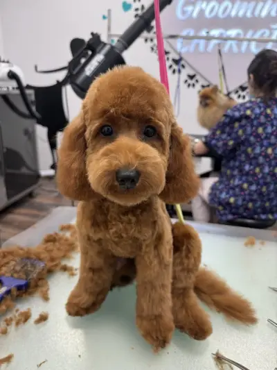 Pet grooming Caprice | Цялостен Груминг | Груминг курсове | Почистване на зъбен камък | Спа терапии за кожа и козина