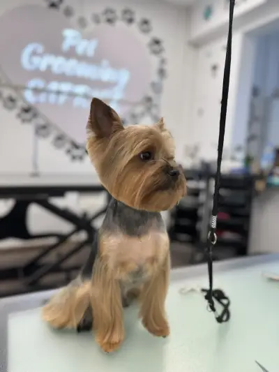 Pet grooming Caprice | Цялостен Груминг | Груминг курсове | Почистване на зъбен камък | Спа терапии за кожа и козина