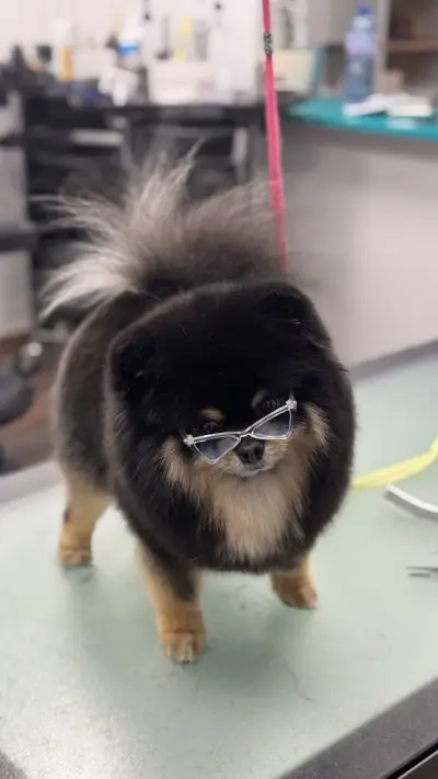 Pet grooming Caprice | Цялостен Груминг | Груминг курсове | Почистване на зъбен камък | Спа терапии за кожа и козина