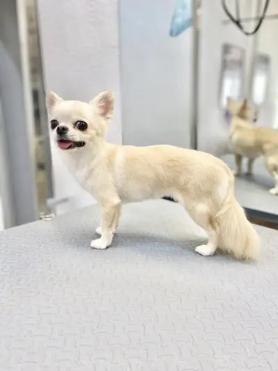 Pet Stop Place | Grooming Salon