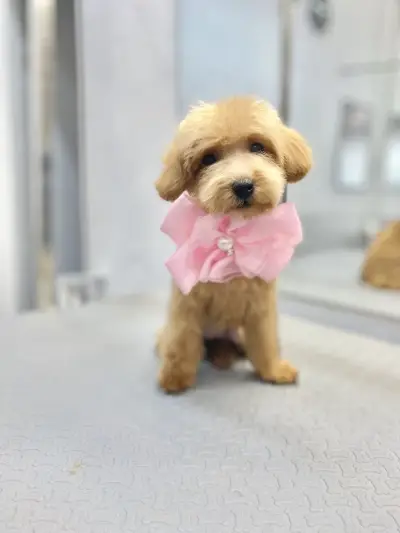 Pet Stop Place | Grooming Salon