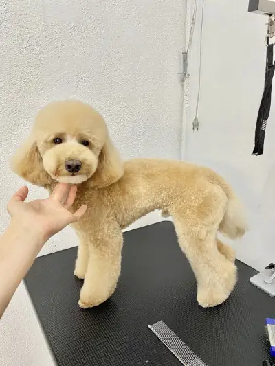 Pet Stop Place | Grooming Salon