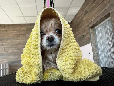 Furry Grooming & Care Salon