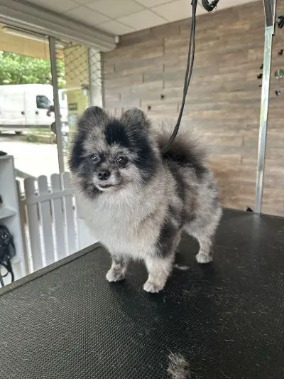 Furry Grooming & Care Salon