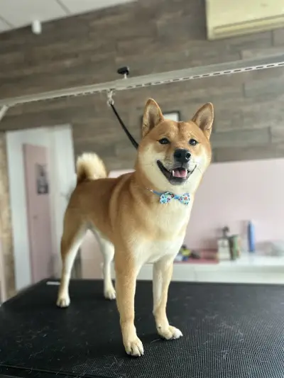 Furry Grooming & Care Salon