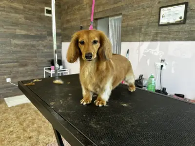 Furry Grooming & Care Salon