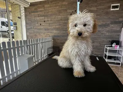 Furry Grooming & Care Salon