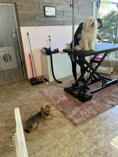 Furry Grooming & Care Salon