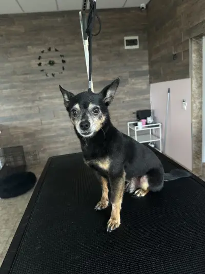 Furry Grooming & Care Salon