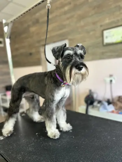 Furry Grooming & Care Salon