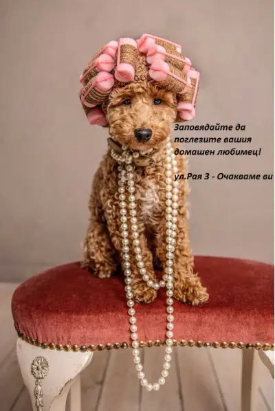 The House of Pet Grooming and Shop | Салон за кучета Пловдив | Цялостен груминг | Къпане | Рязане на нокти | Разресване