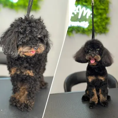 Груминг салон/ Ms. & Mr. Groomers