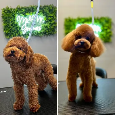 Груминг салон/ Ms. & Mr. Groomers
