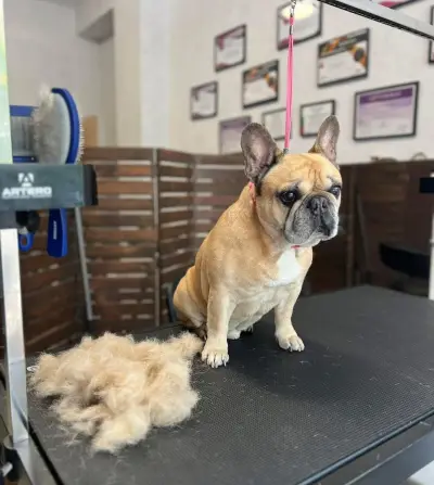 Груминг салон/ Ms. & Mr. Groomers