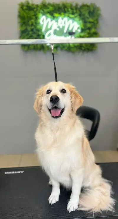 Груминг салон/ Ms. & Mr. Groomers