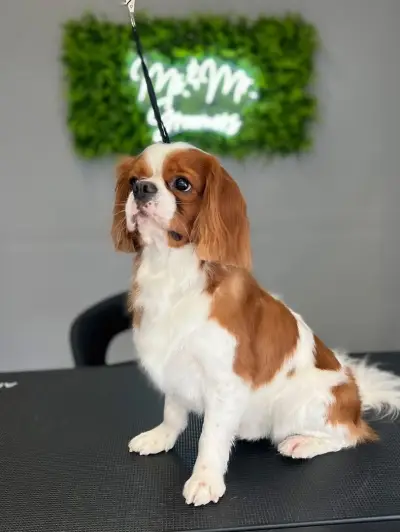 Груминг салон/ Ms. & Mr. Groomers