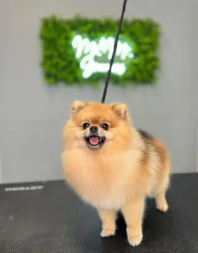 Груминг салон/ Ms. & Mr. Groomers