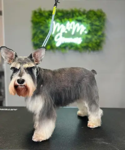 Груминг салон/ Ms. & Mr. Groomers