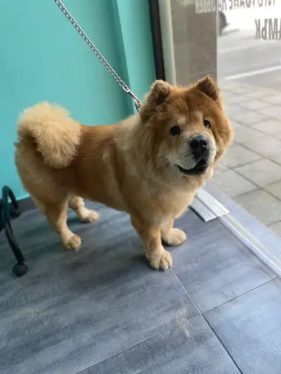Груминг салон Dog's paradise
