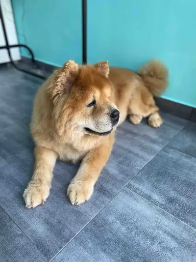 Груминг салон Dog's paradise
