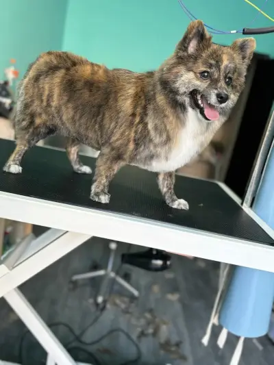 Груминг салон Dog's paradise