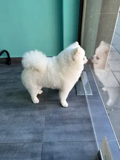 Груминг салон Dog's paradise
