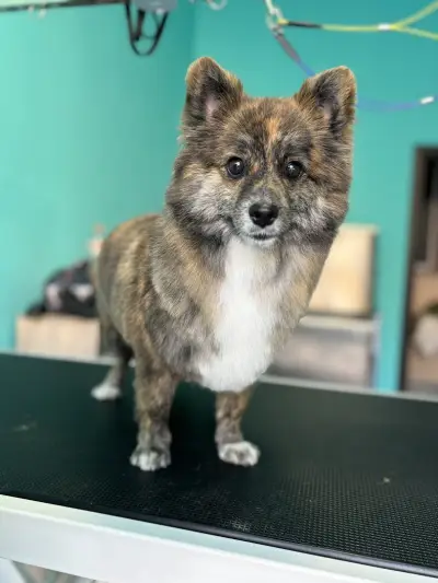 Груминг салон Dog's paradise