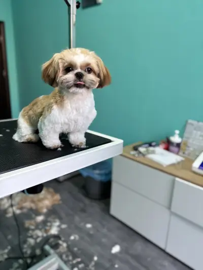 Груминг салон Dog's paradise