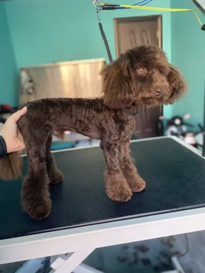 Груминг салон Dog's paradise