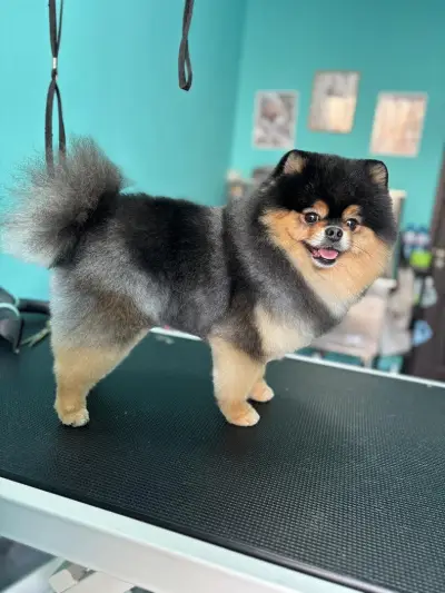 Груминг салон Dog's paradise