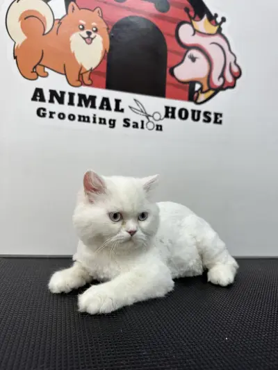 Груминг салон Animal House