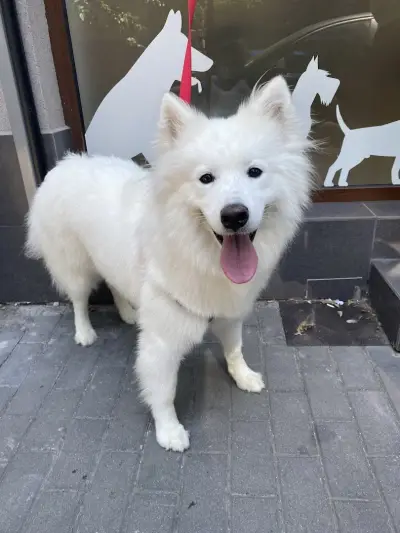 Груминг студио Paws Up