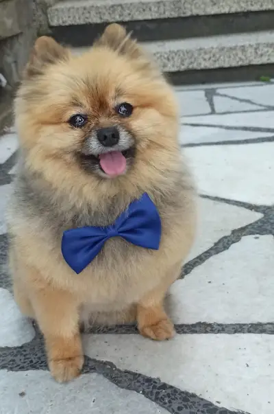 Груминг студио Stylish Puppy by M&P