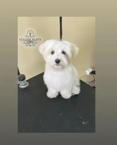 Груминг студио Stylish Puppy by M&P