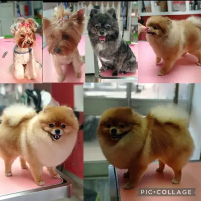 Груминг салон Beauty Pet