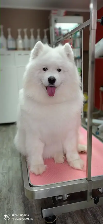 Груминг салон Beauty Pet