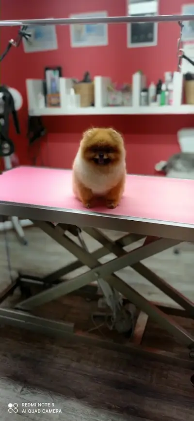 Груминг салон Beauty Pet