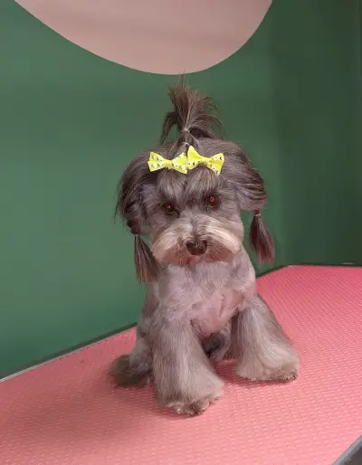 Груминг салон Beauty Pet