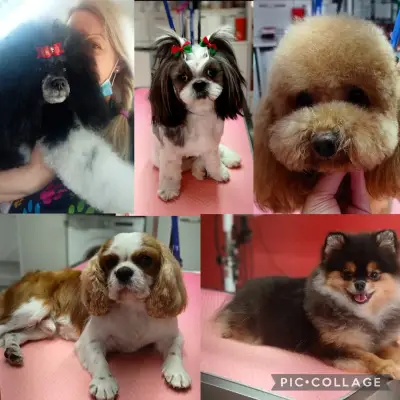 Груминг салон Beauty Pet