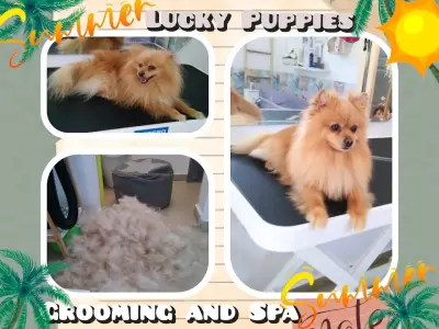 Lucky puppies- груминг салон за домашни любимци