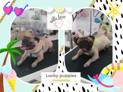 Lucky puppies- груминг салон за домашни любимци