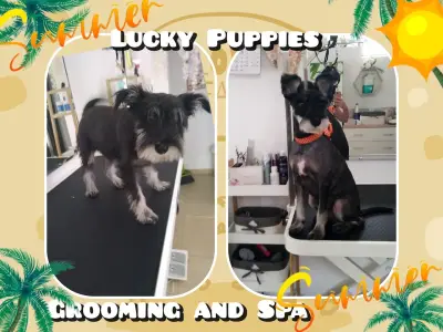 Lucky puppies- груминг салон за домашни любимци